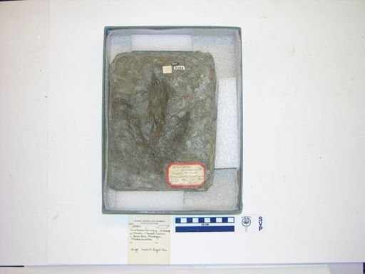 Grallator formosus