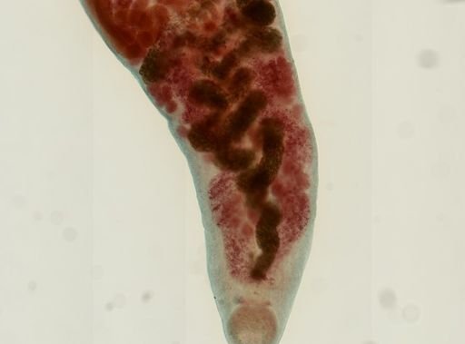 Haematoloechus