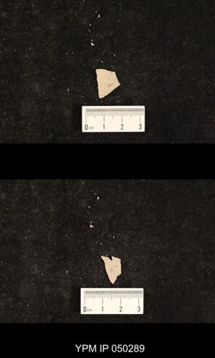 undet. Hexapoda