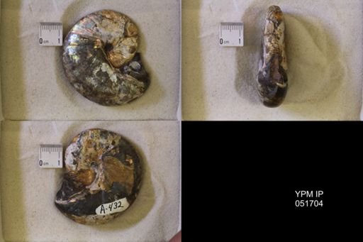 Hoploscaphites nicolletii