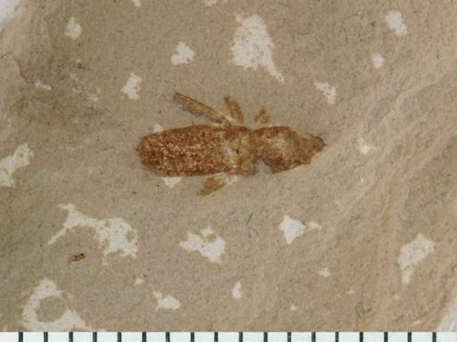 undet. Curculionidae