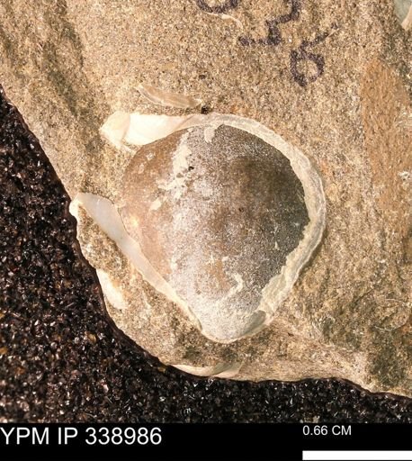 undet. Bivalvia