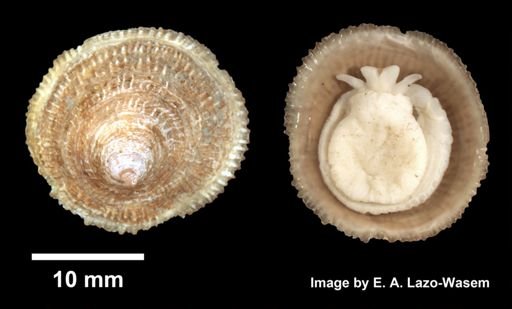 Crucibulum striatum