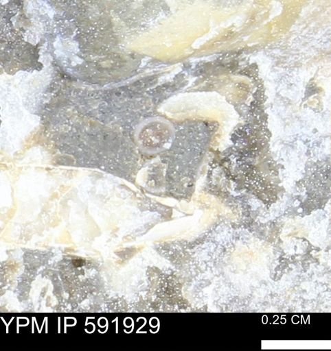 Serpulidae