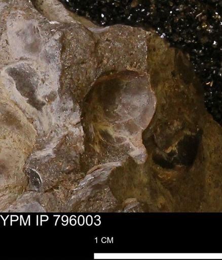 undet. Bivalvia