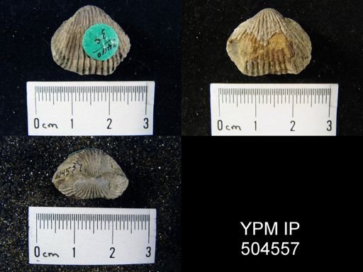 undet. Rhynchonellida