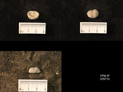 Marginifera wabashensis