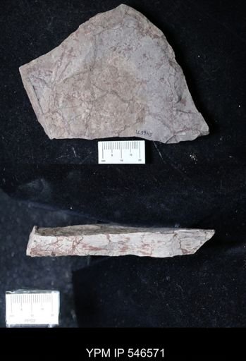 lithologic sample