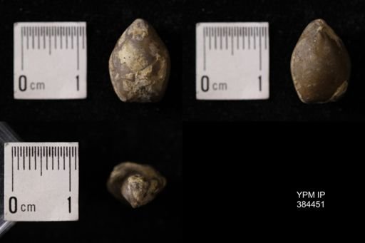 Dielasma sp.
