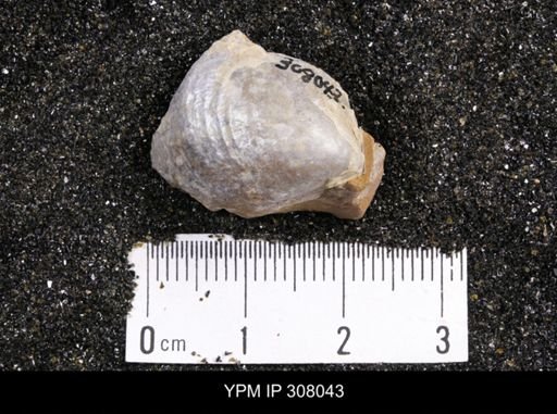 Inoceramus