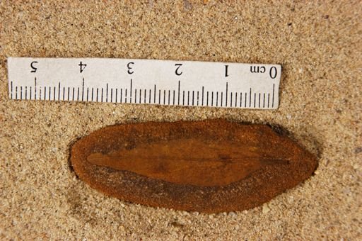Andromeda cretacea
