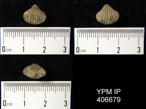 Rhynchotreta cuneata