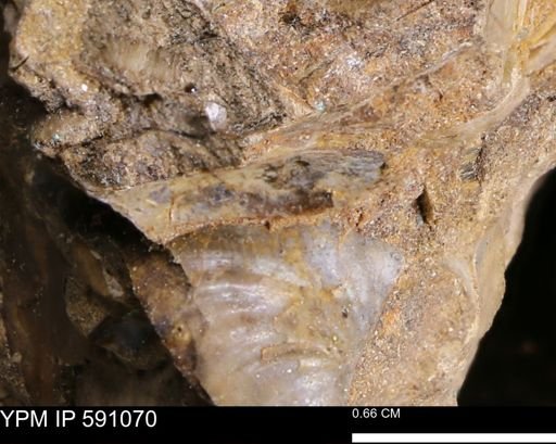 Inoceramus?