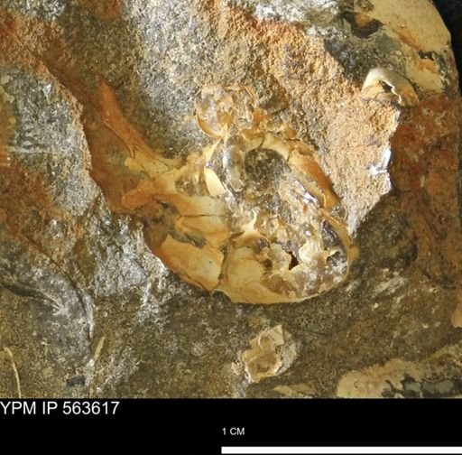 undet. Scaphitidae