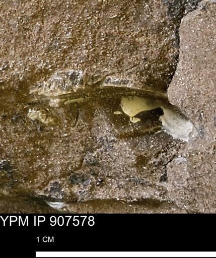 undet. Mollusca