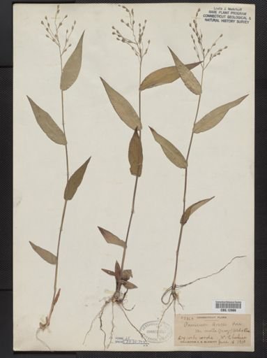 Panicum boscii