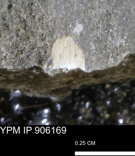 undet. Mollusca