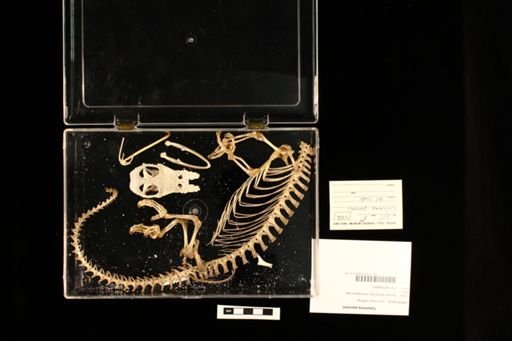 Calumma parsonii