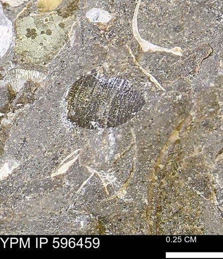 undet. Mollusca