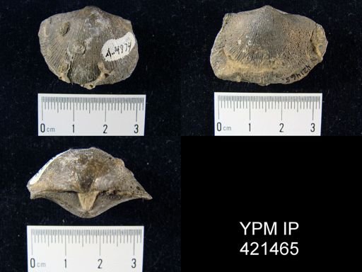 Schizophoria sp.; Aulopora encrusting