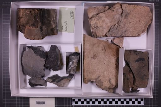 mixed taxa, stratigraphic collection
