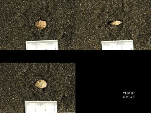 Plectorthis plicatella