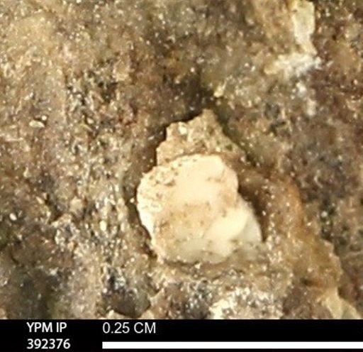 Protocardia subquadrata
