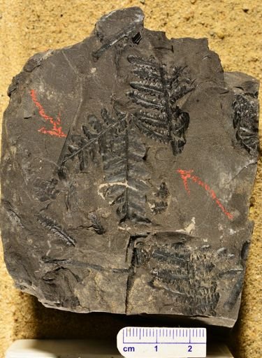 Pecopteris sp.