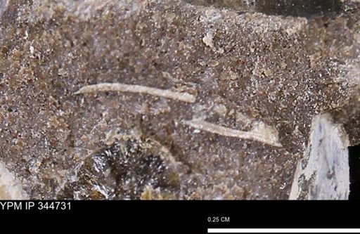 undet. Mollusca