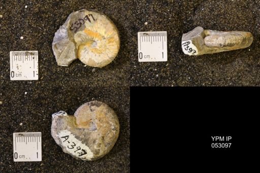 Discoscaphites conradi
