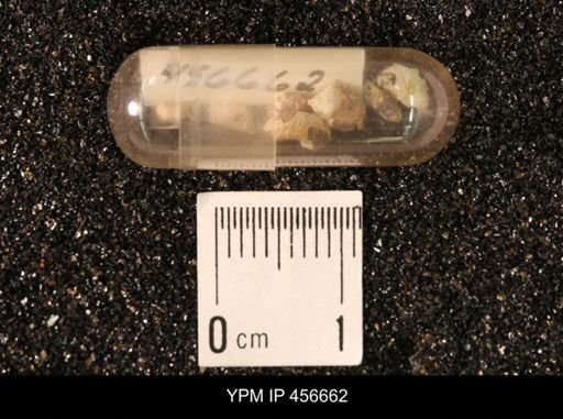 Hoploscaphites nicolletii