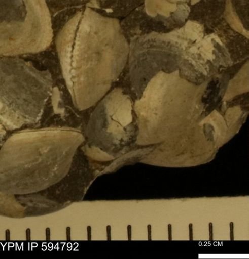 Limopsis striatopunctatus