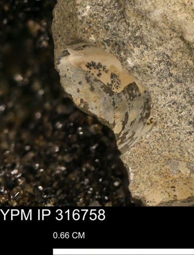 undet. Mollusca