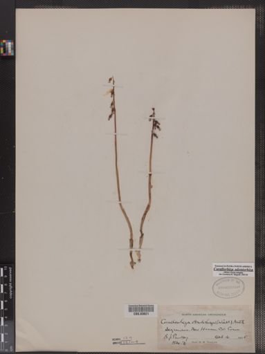 Corallorhiza odontorhiza