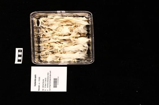 Coryphaenoides rupestris