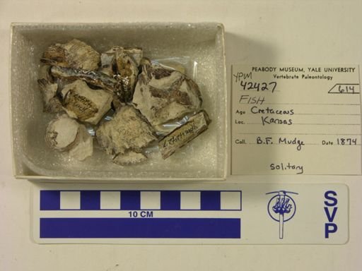 undet. Actinopterygii