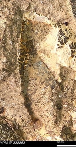 undet. Bivalvia