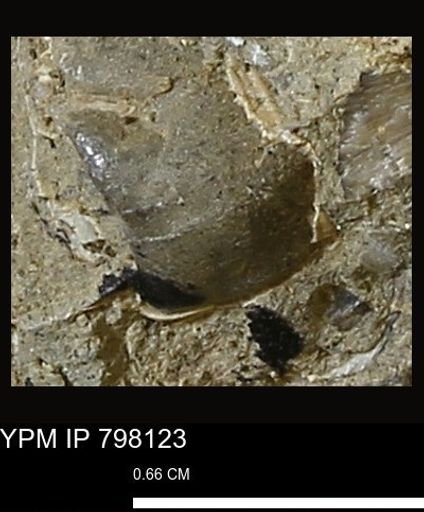 Gastropoda