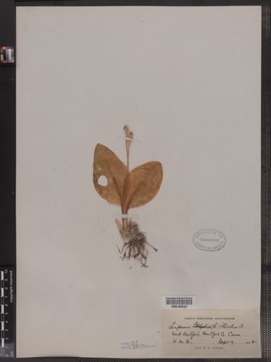 Liparis liliifolia