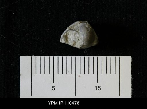Cyclonema bellulum