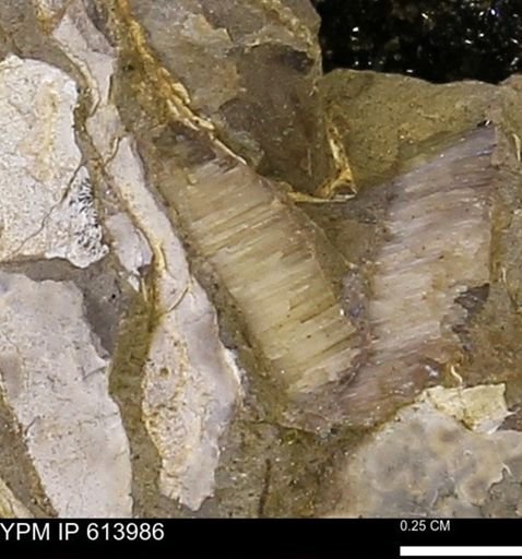 undet. Inoceramidae
