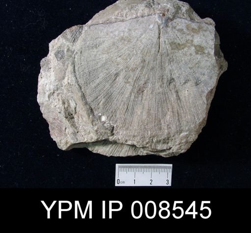 Orthotetes keokuk