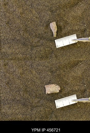 undet. Scaphitidae