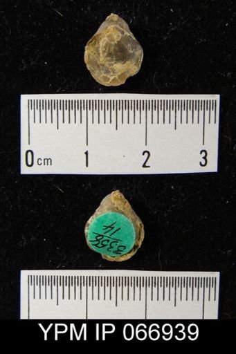 Centronella navicella