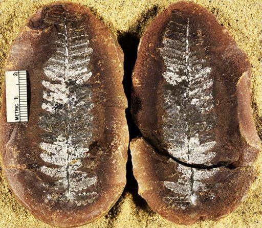 Pecopteris