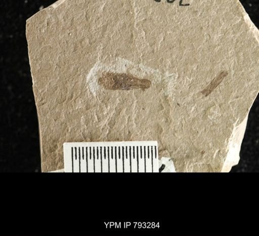 Hemiptera