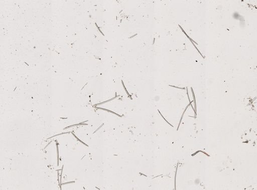 Aplysina sp.