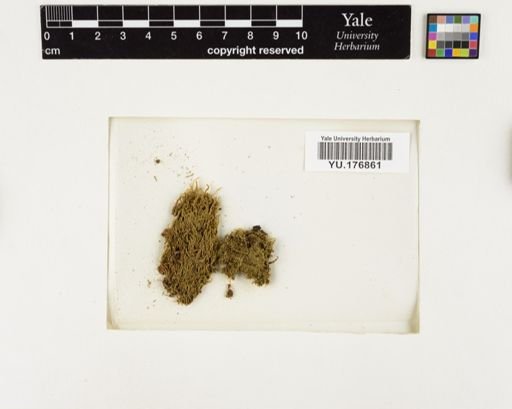 Plantae