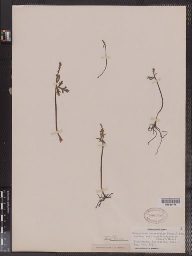 Botrychium lanceolatum