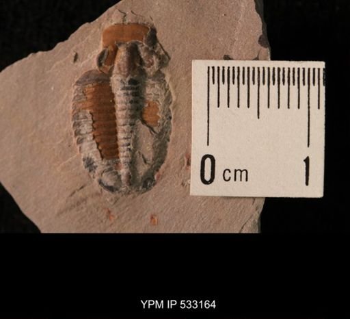 Elrathia kingi